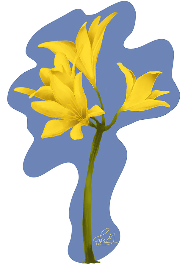 Ilustraciones Flora y Fauna – Fundación Áreas Protegidas