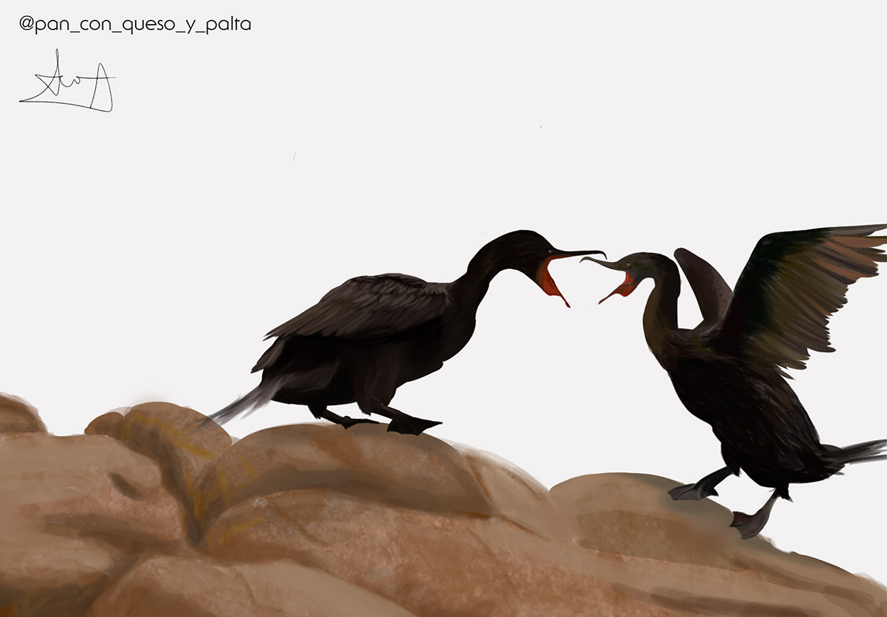 Ilustraciones Flora y Fauna – Fundación Áreas Protegidas