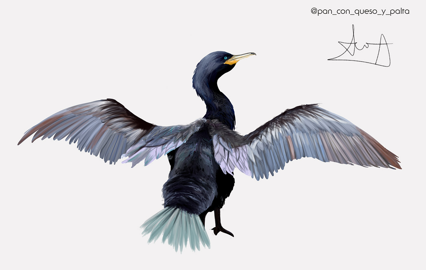 Ilustraciones Flora y Fauna – Fundación Áreas Protegidas