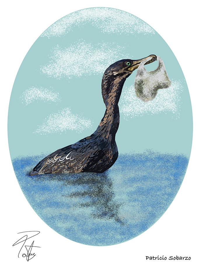 Ilustraciones Flora y Fauna – Fundación Áreas Protegidas