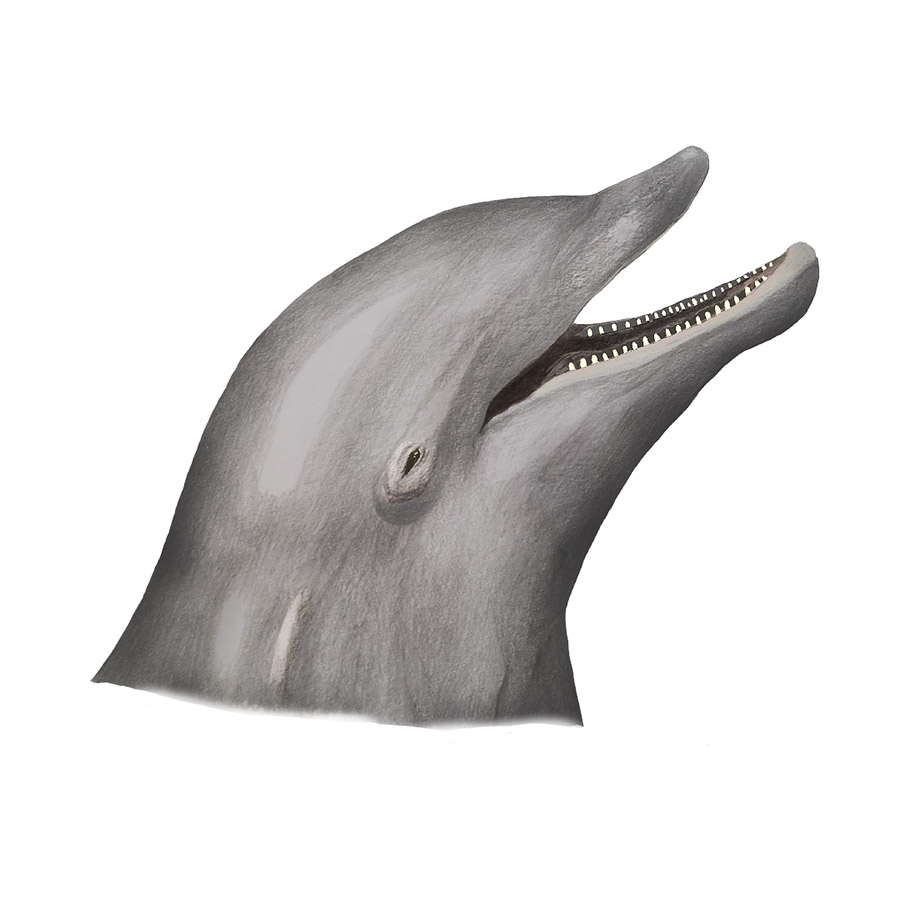 Ilustraciones Flora y Fauna – Fundación Áreas Protegidas