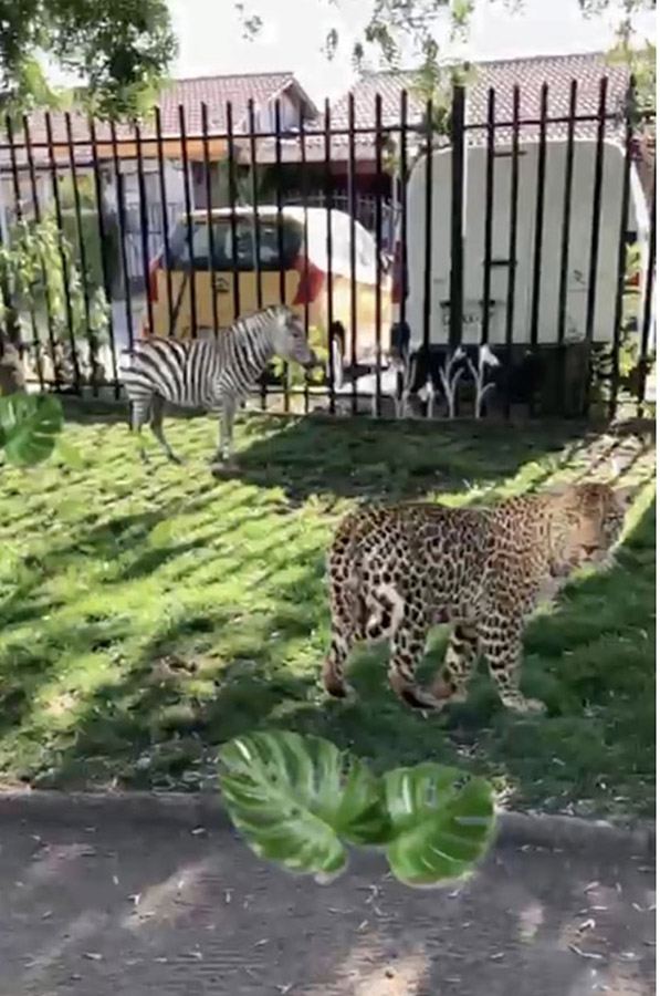 Ambientación para Pasarela Metropolitana