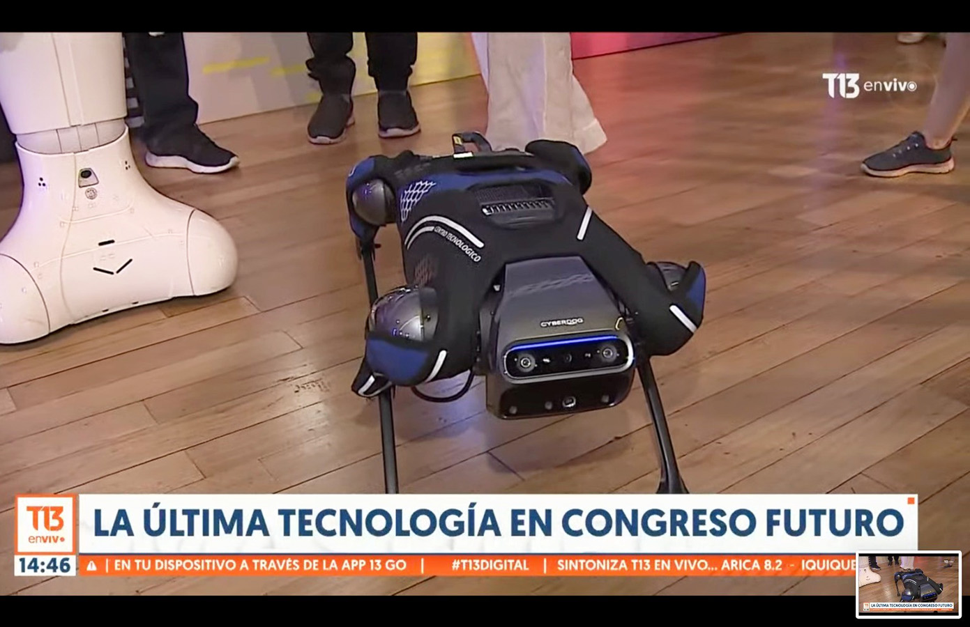 Indumentaria Técnica para Cyber Dog