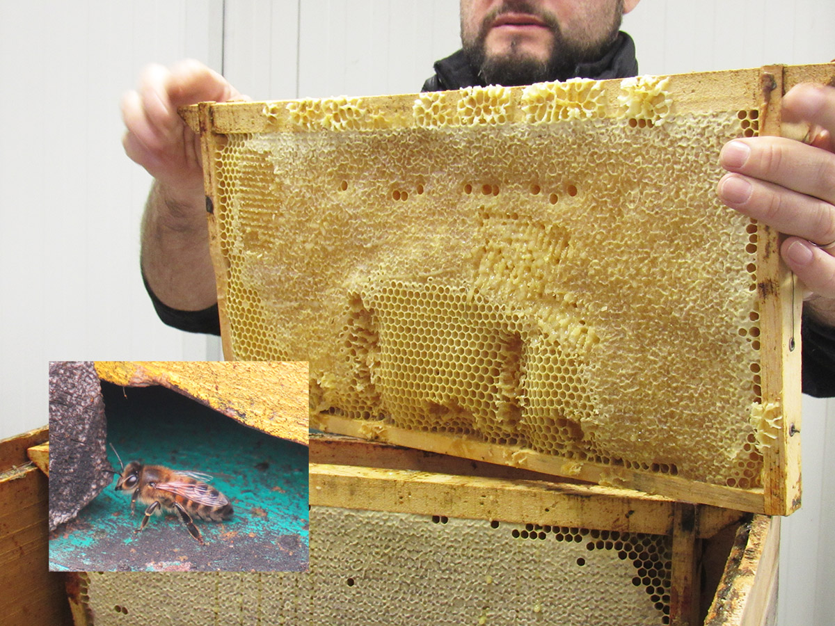 Proyecto Colaborativo Mundo Miel La Colmena Glamping