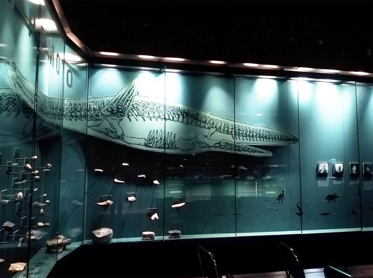 Productos Lúdicos Adultos Mayores Museo Historia Natural de Concepción