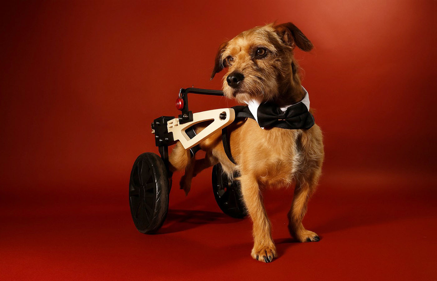 Dispositivos de Movilidad Asistida para Animales