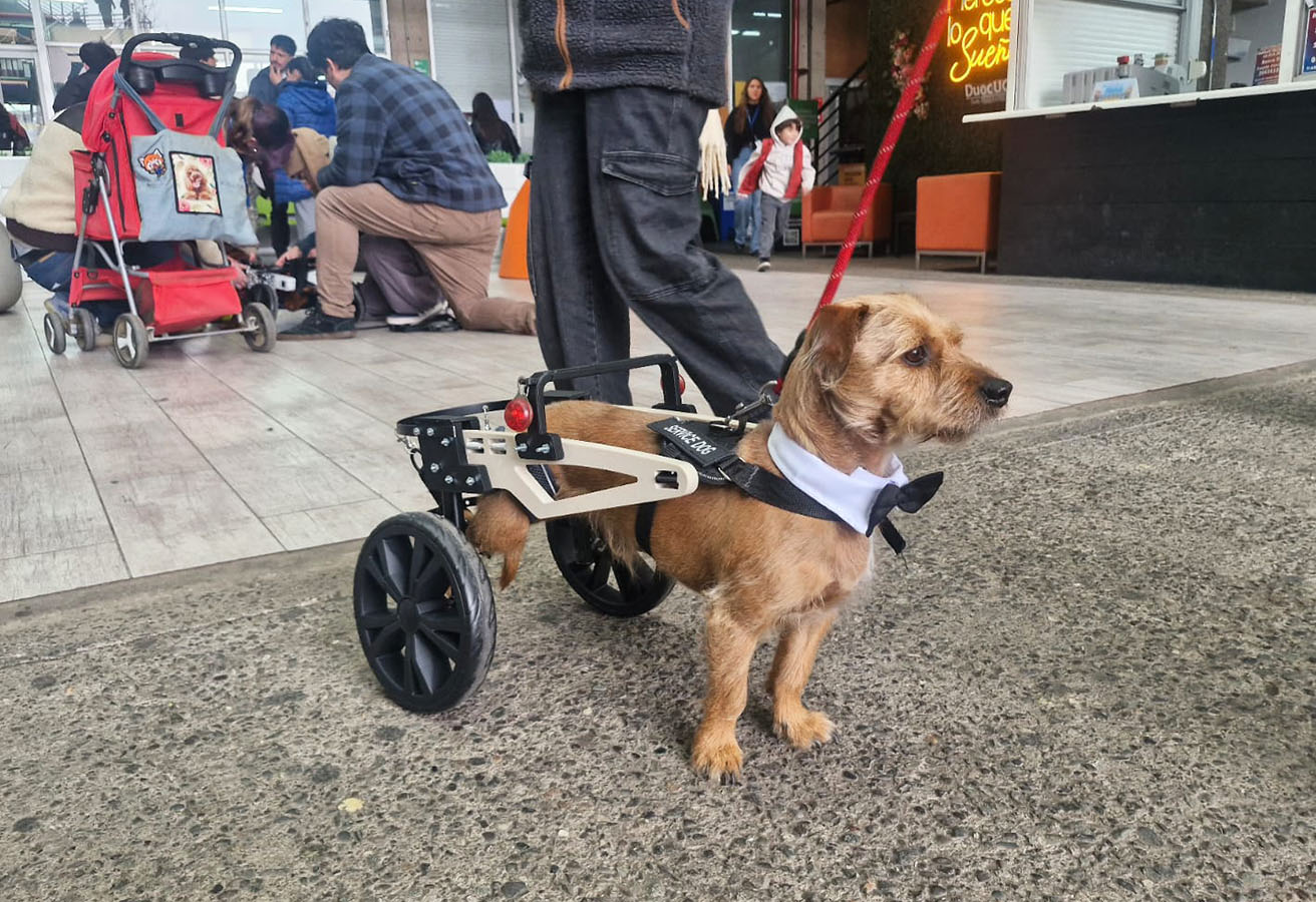 Dispositivos de Movilidad Asistida para Animales