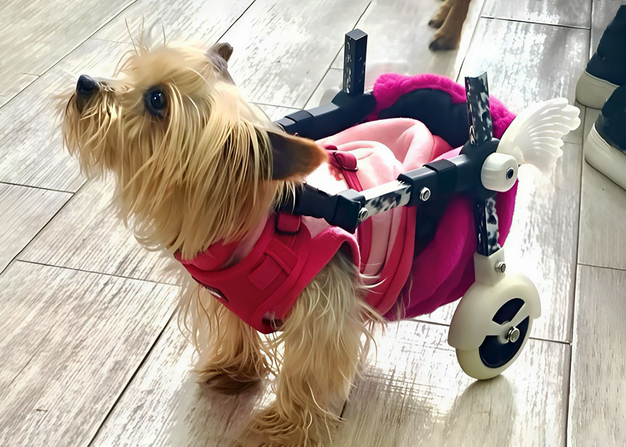 Dispositivos de Movilidad Asistida para Animales