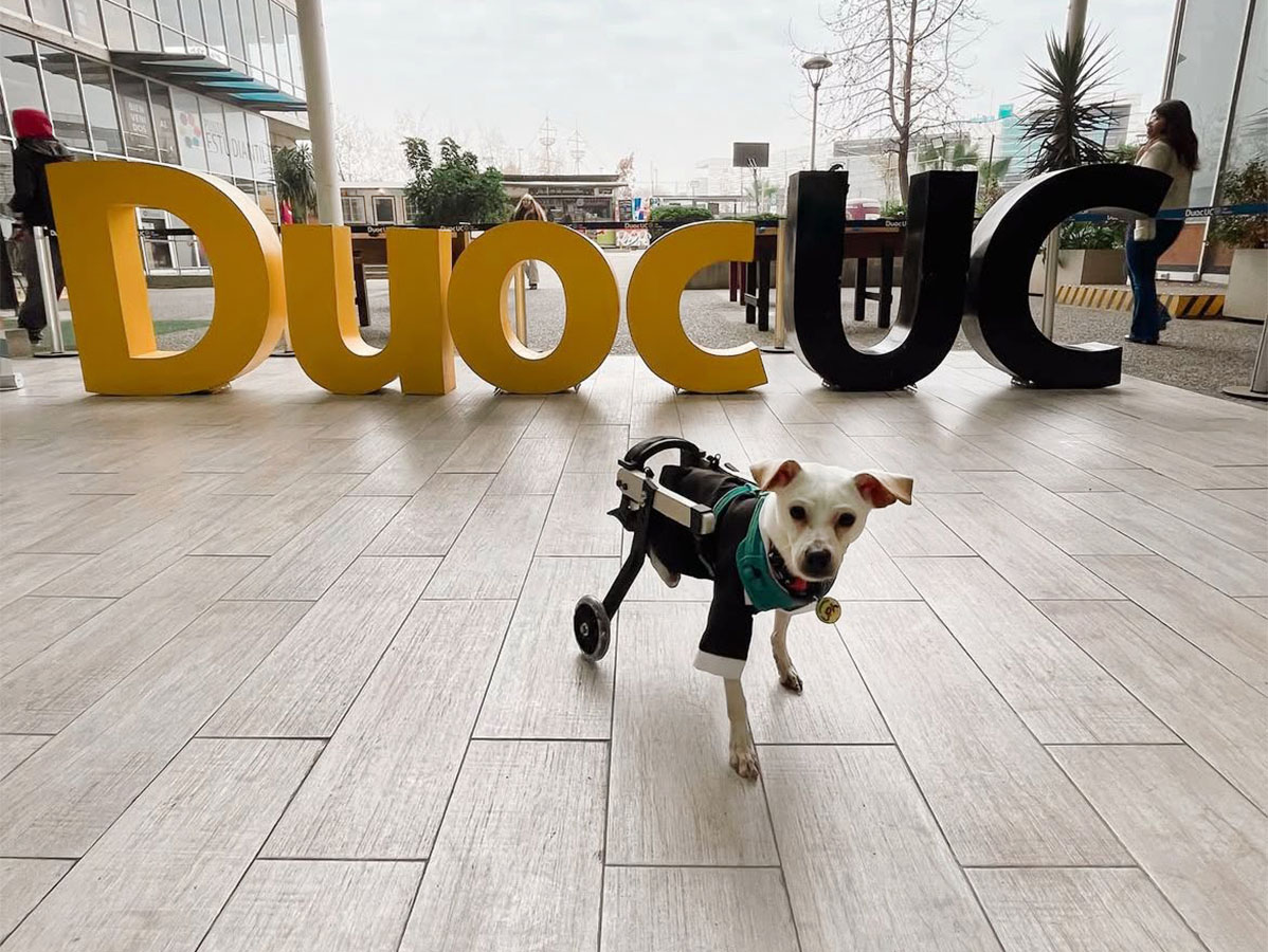 Dispositivos de Movilidad Asistida para Animales