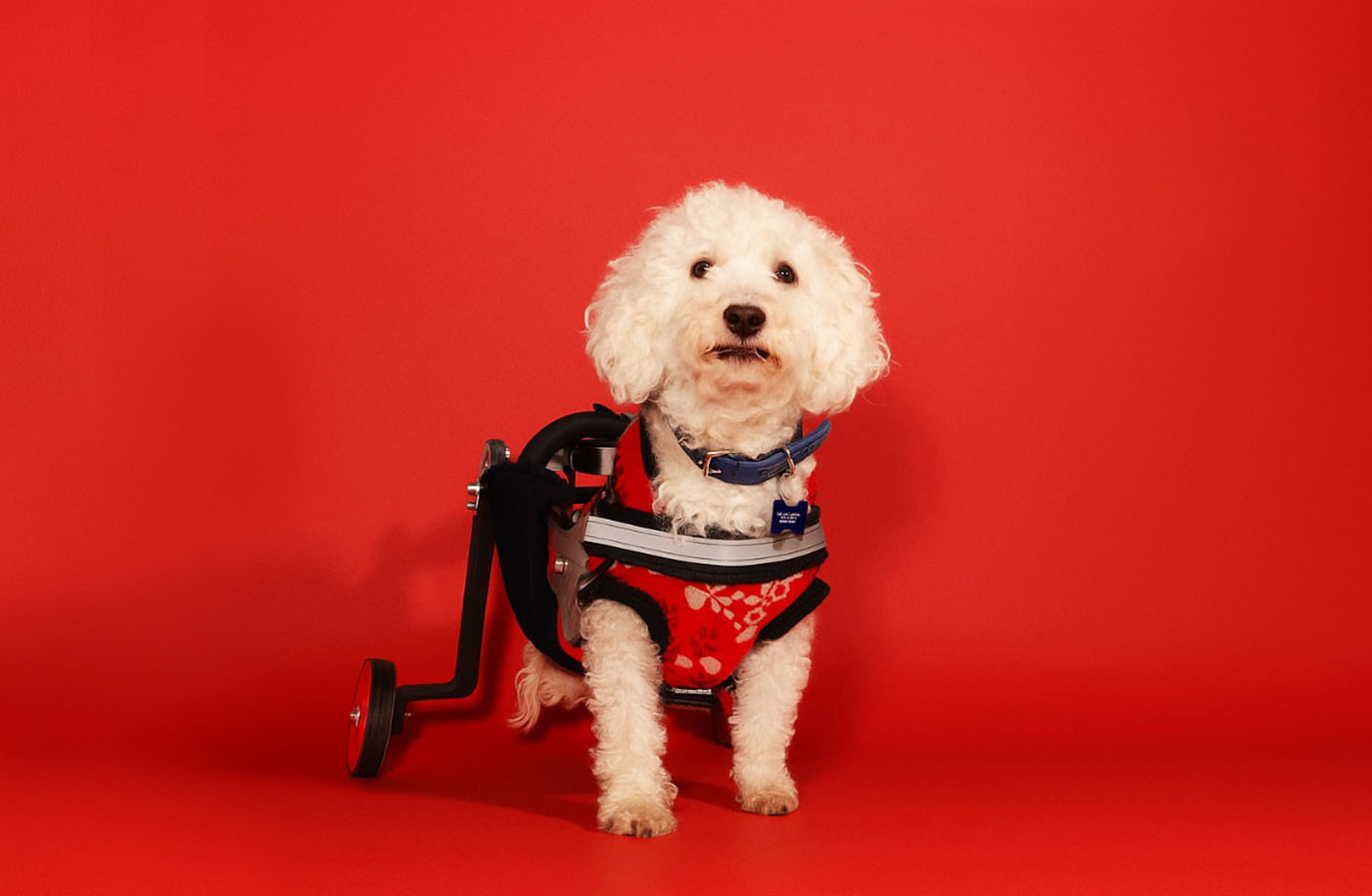 Dispositivos de Movilidad Asistida para Animales