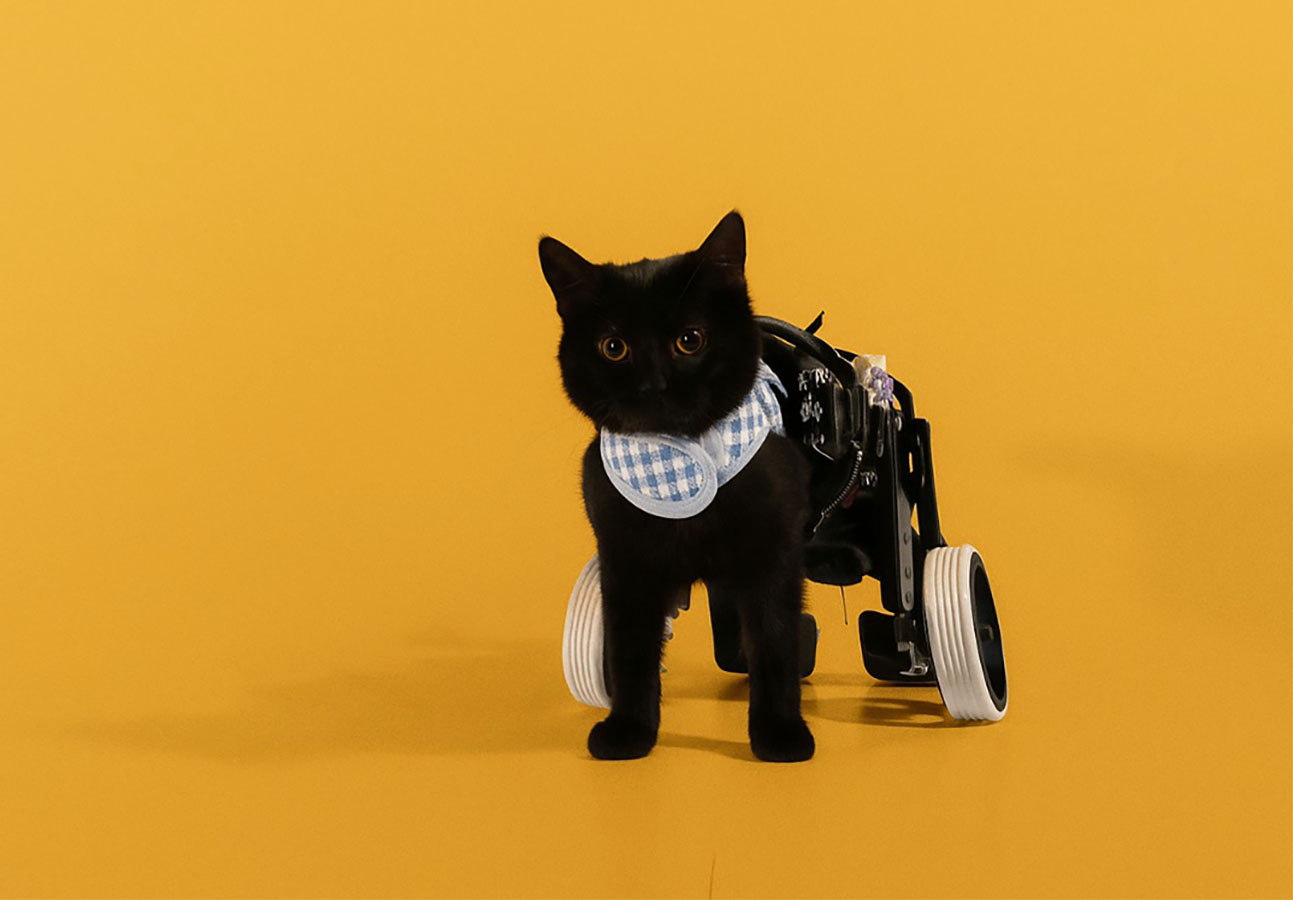 Dispositivos de Movilidad Asistida para Animales