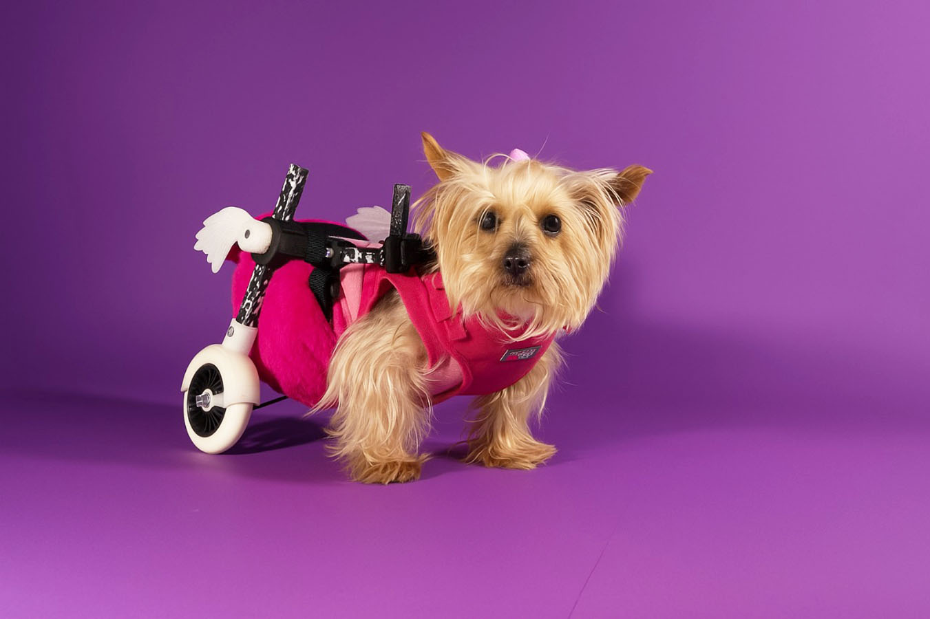 Dispositivos de Movilidad Asistida para Animales