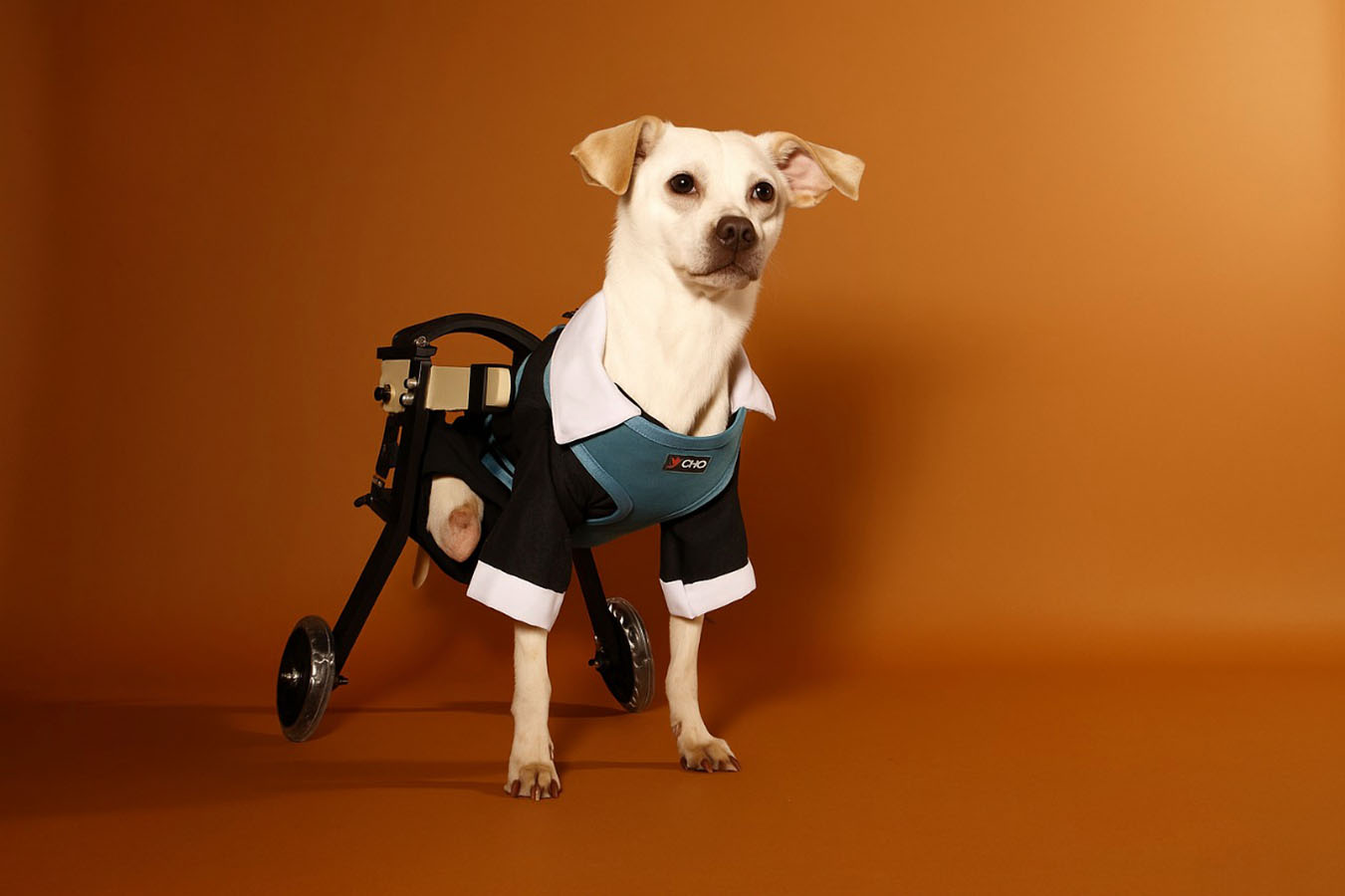 Dispositivos de Movilidad Asistida para Animales