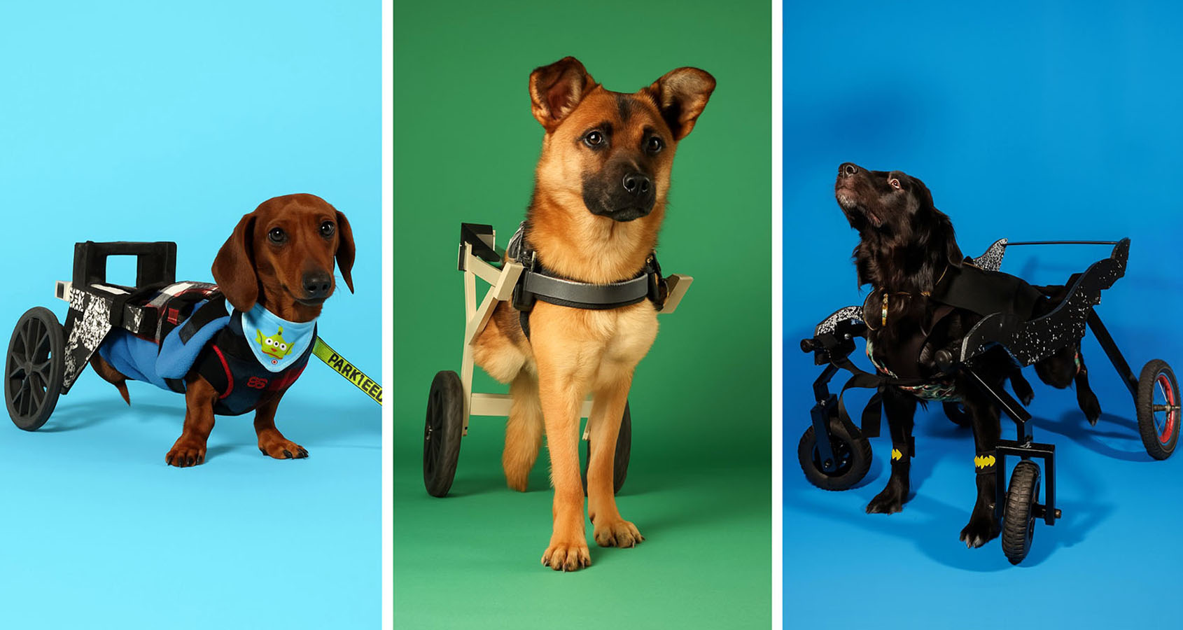 Dispositivos de Movilidad Asistida para Animales