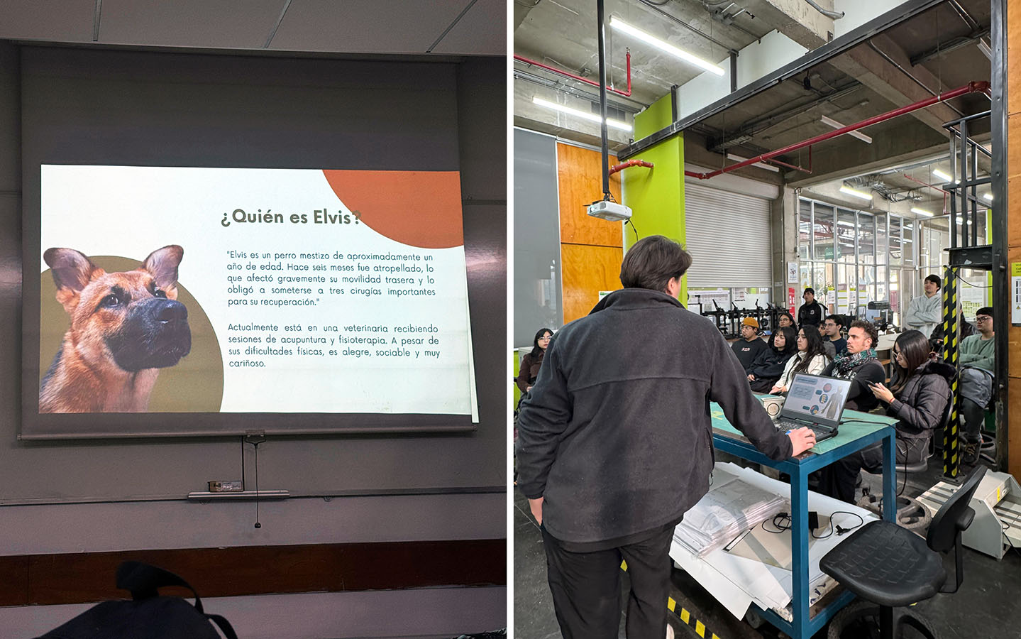 Dispositivos de Movilidad Asistida para Animales