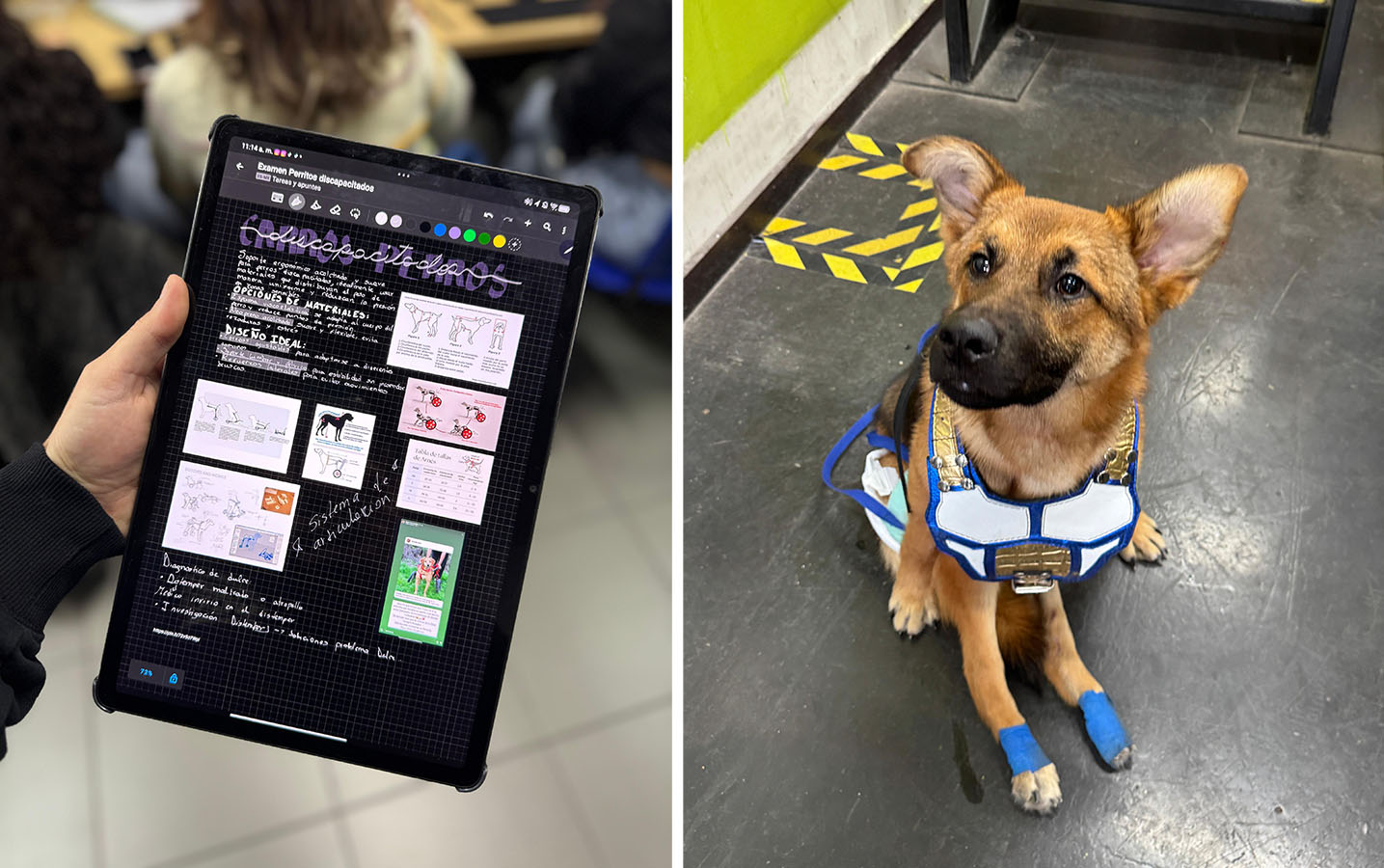 Dispositivos de Movilidad Asistida para Animales