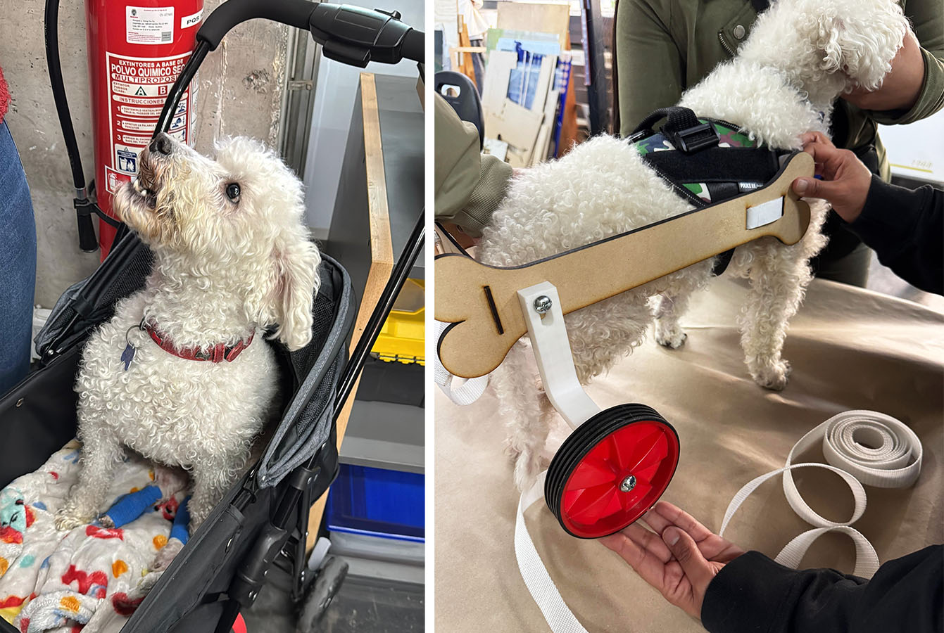 Dispositivos de Movilidad Asistida para Animales