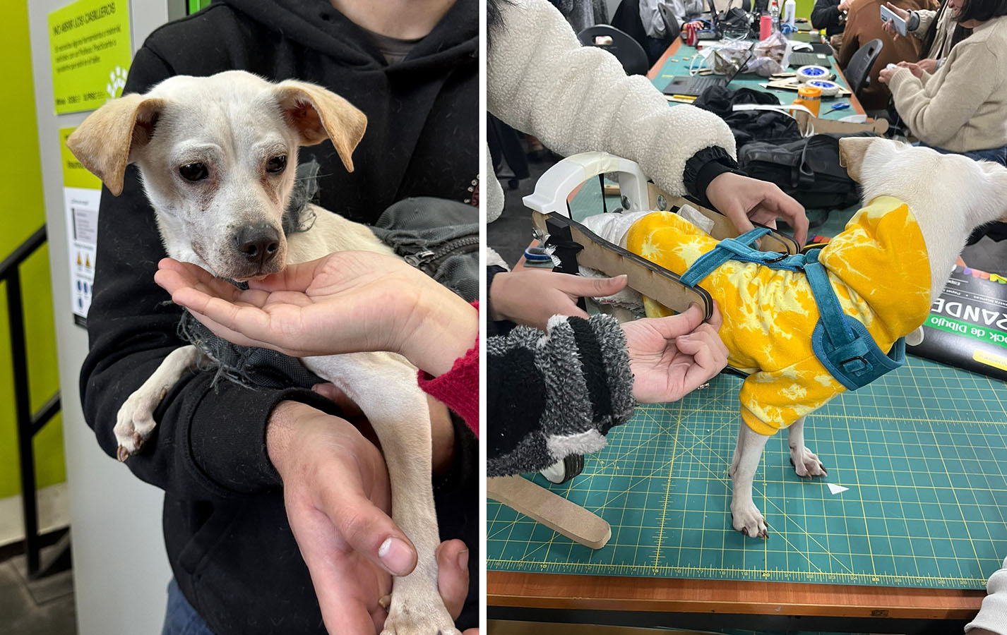 Dispositivos de Movilidad Asistida para Animales