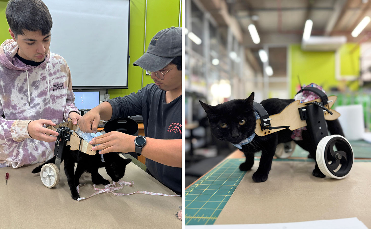 Dispositivos de Movilidad Asistida para Animales