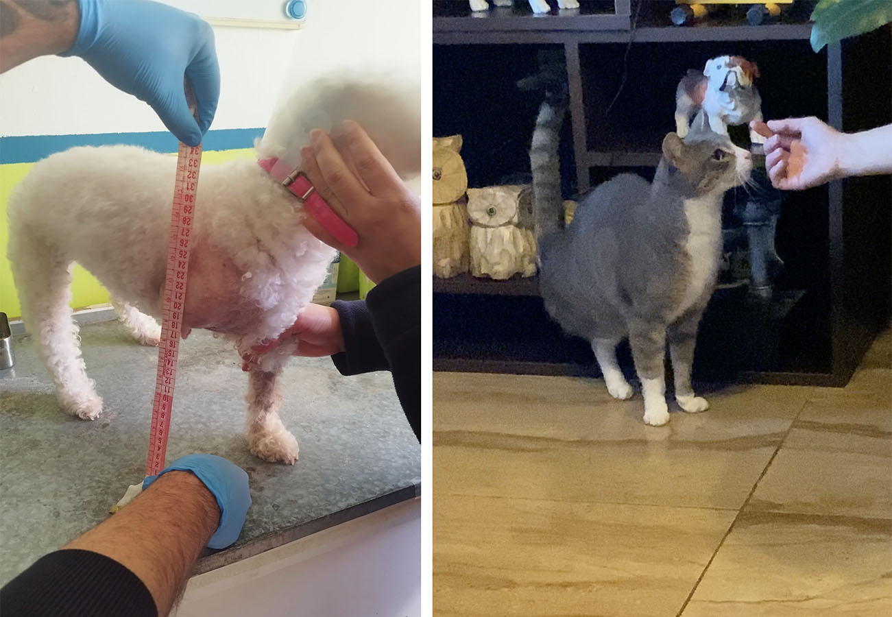 PROYECTO PROFESIONAL Trabajo Colaborativo con Clientes Reales (DI)