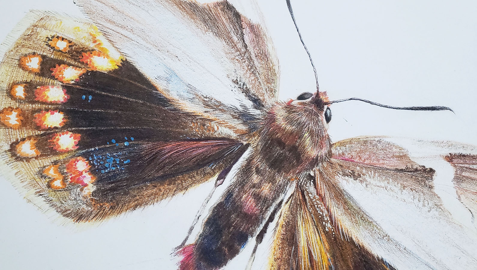 Láminas Flora y Fauna Nativa Jardín Botánico Nacional Viña del Mar