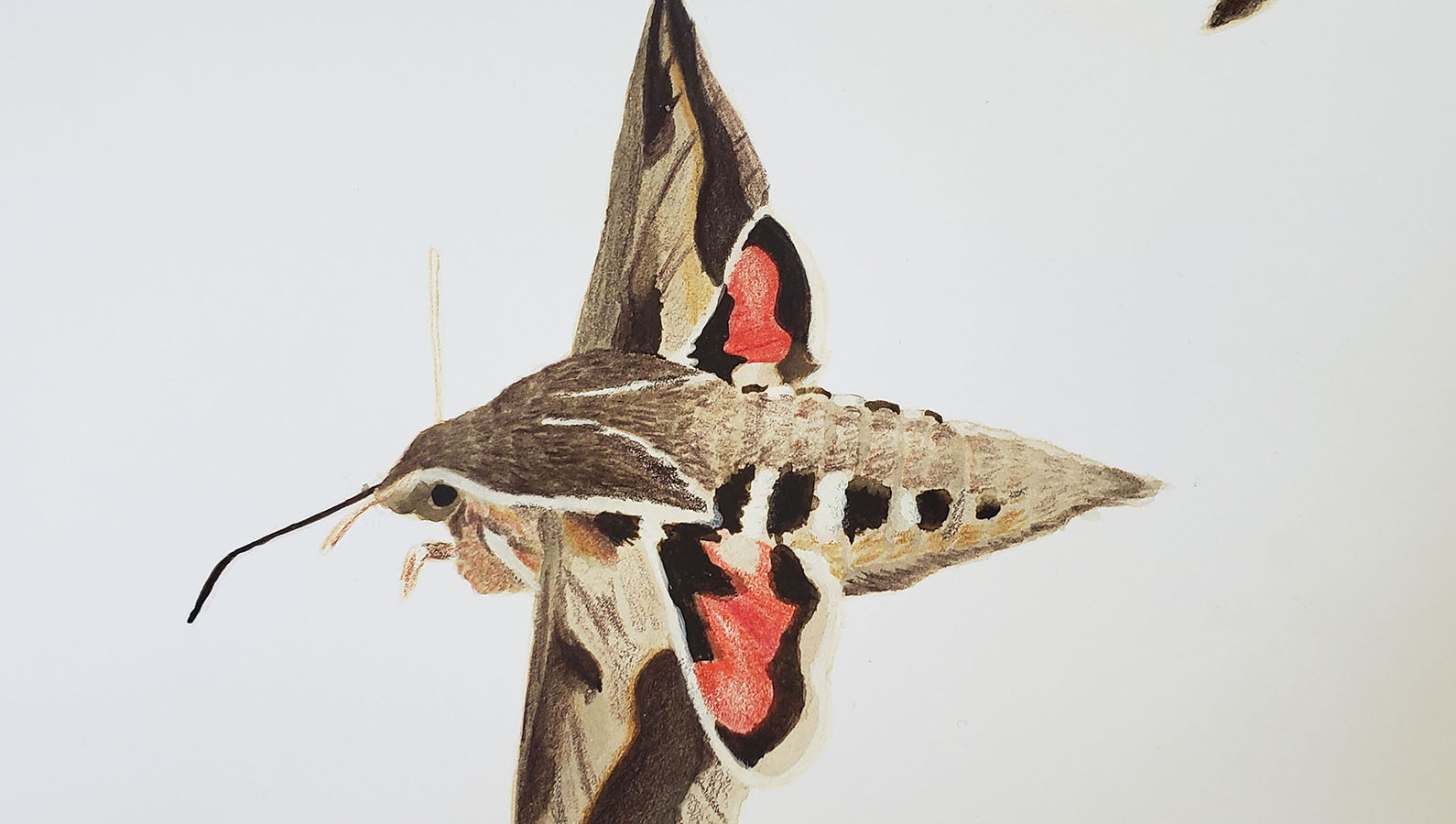 Láminas Flora y Fauna Nativa Jardín Botánico Nacional Viña del Mar