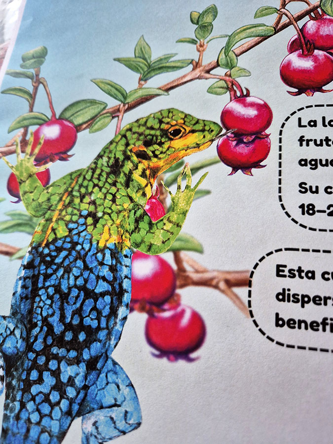 Láminas Flora y Fauna Nativa Jardín Botánico Nacional Viña del Mar