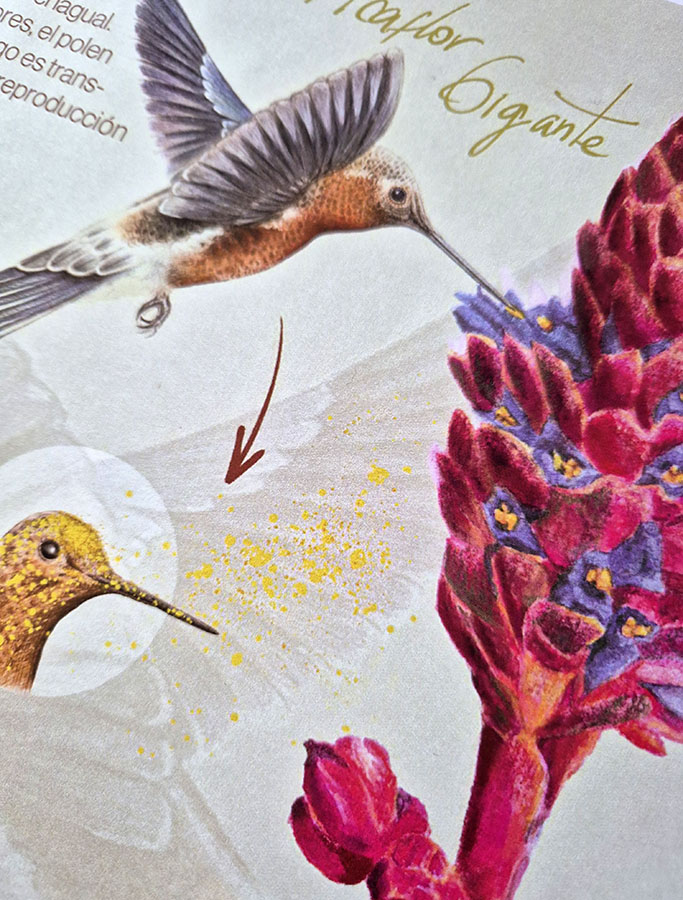 Láminas Flora y Fauna Nativa Jardín Botánico Nacional Viña del Mar