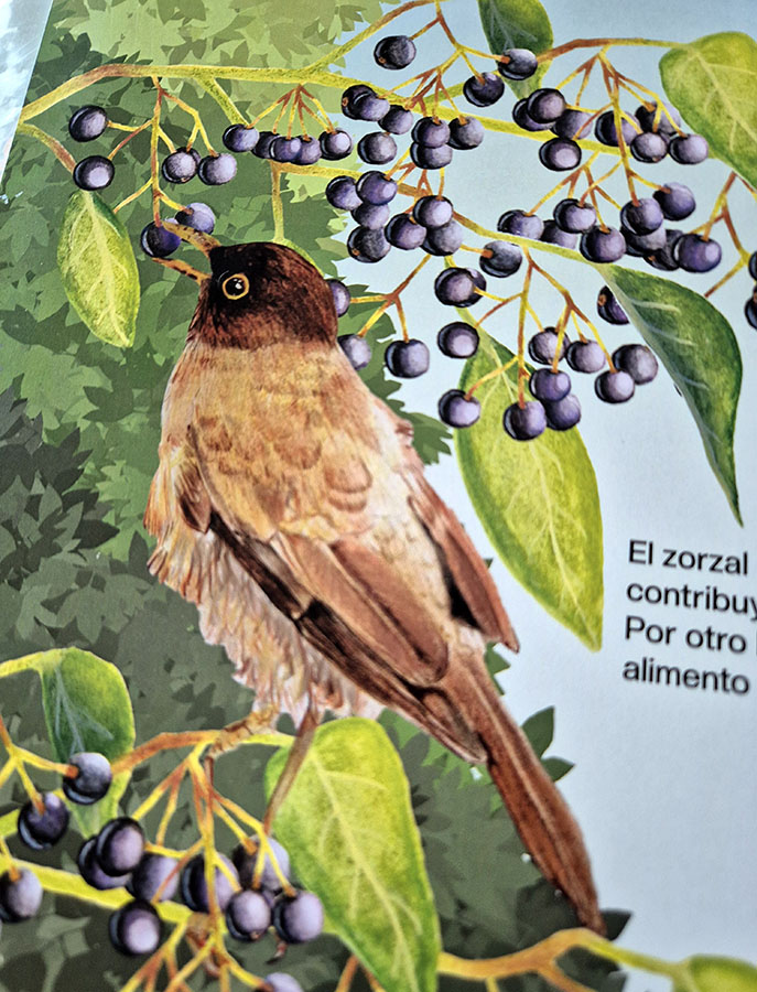 Láminas Flora y Fauna Nativa Jardín Botánico Nacional Viña del Mar