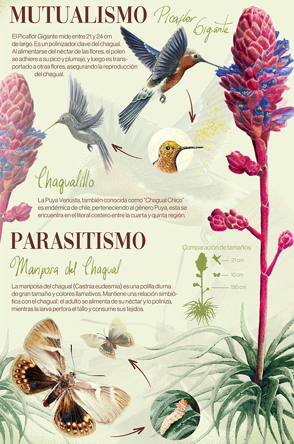 Láminas Flora y Fauna Nativa Jardín Botánico Nacional Viña del Mar