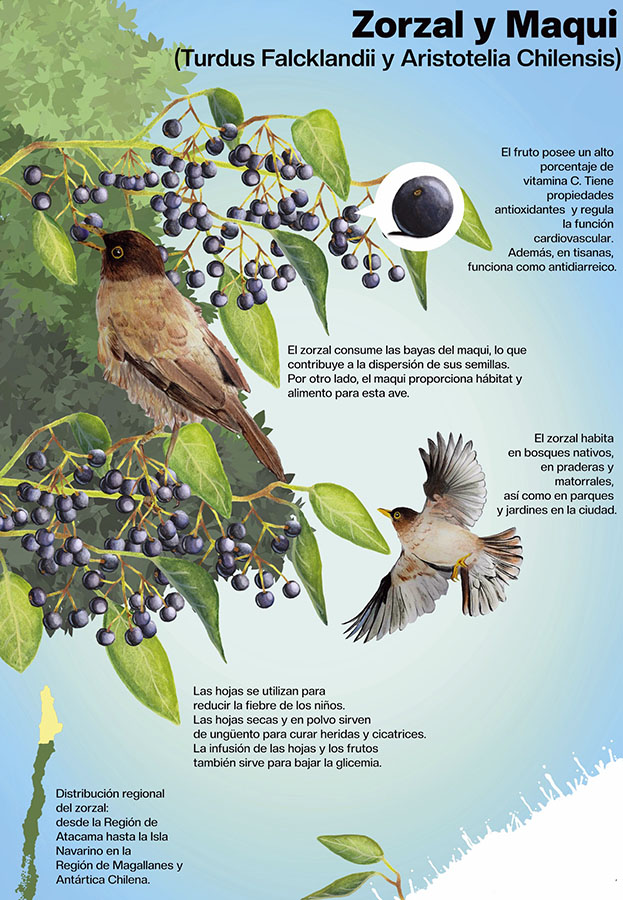 Láminas Flora y Fauna Nativa Jardín Botánico Nacional Viña del Mar