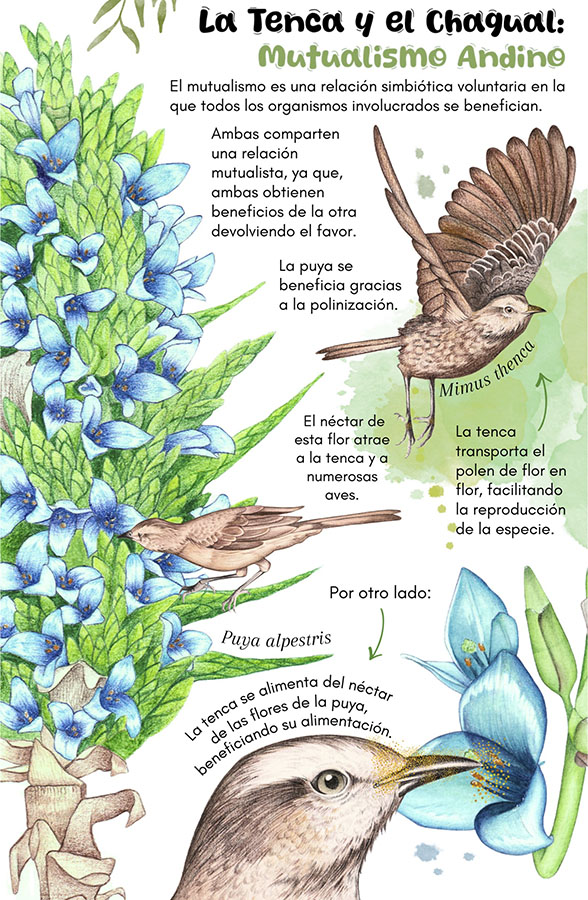 Láminas Flora y Fauna Nativa Jardín Botánico Nacional Viña del Mar