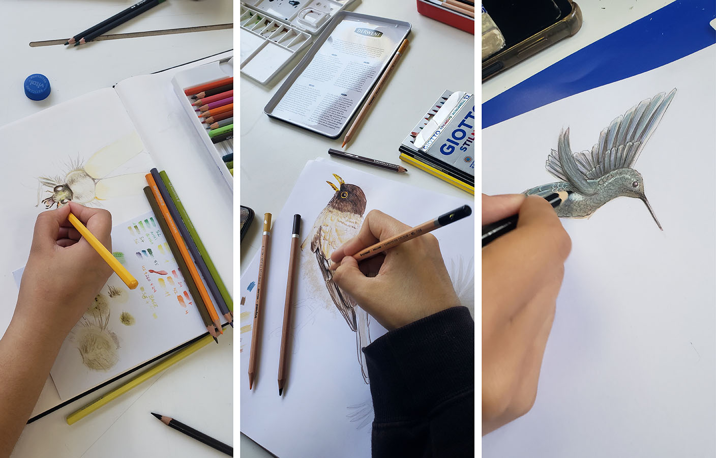 Láminas Flora y Fauna Nativa Jardín Botánico Nacional Viña del Mar