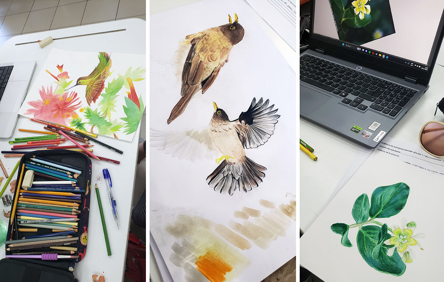 Láminas Flora y Fauna Nativa Jardín Botánico Nacional Viña del Mar