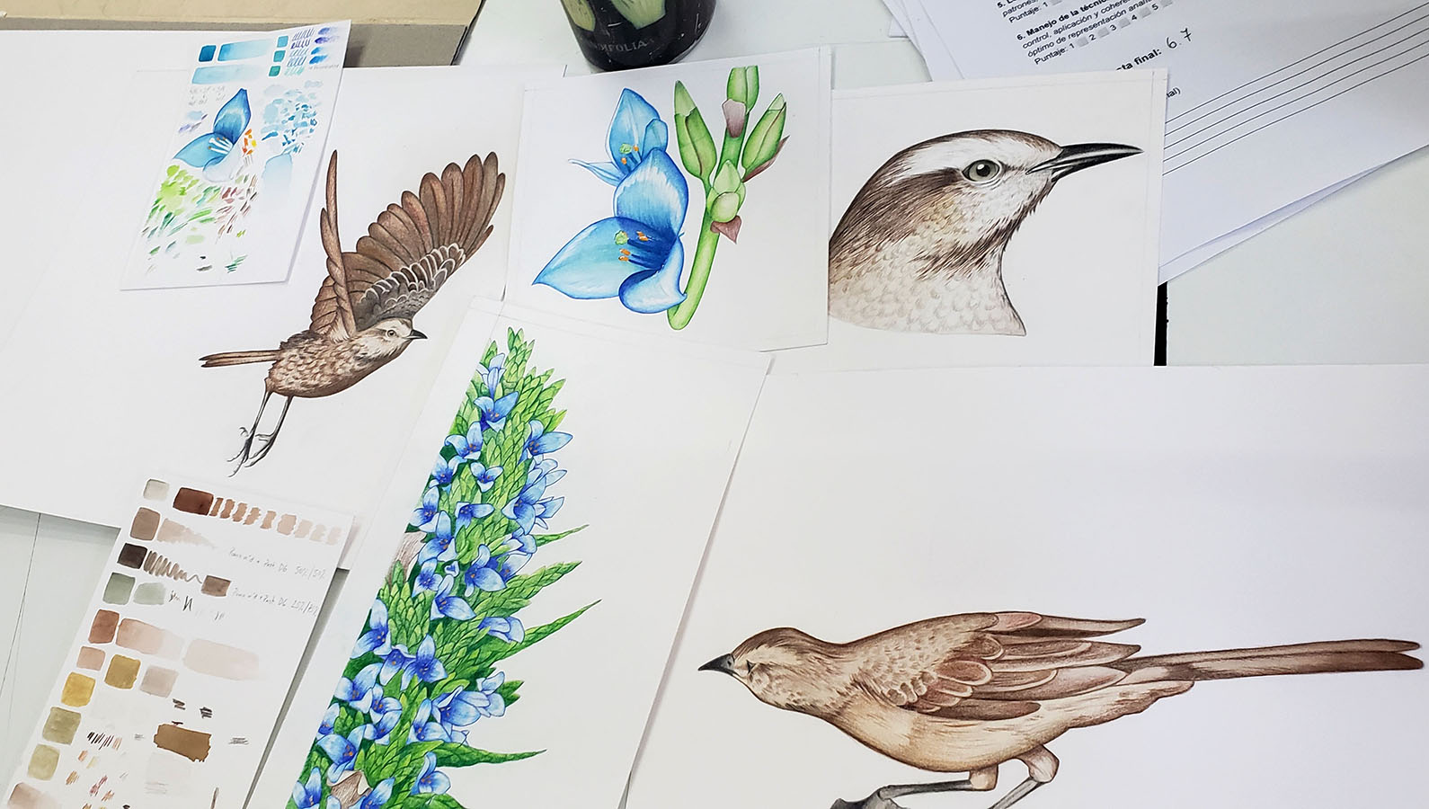 Láminas Flora y Fauna Nativa Jardín Botánico Nacional Viña del Mar