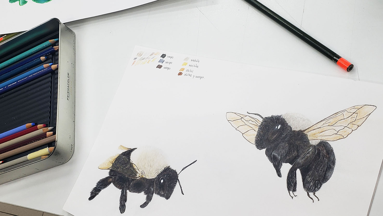 Láminas Flora y Fauna Nativa Jardín Botánico Nacional Viña del Mar