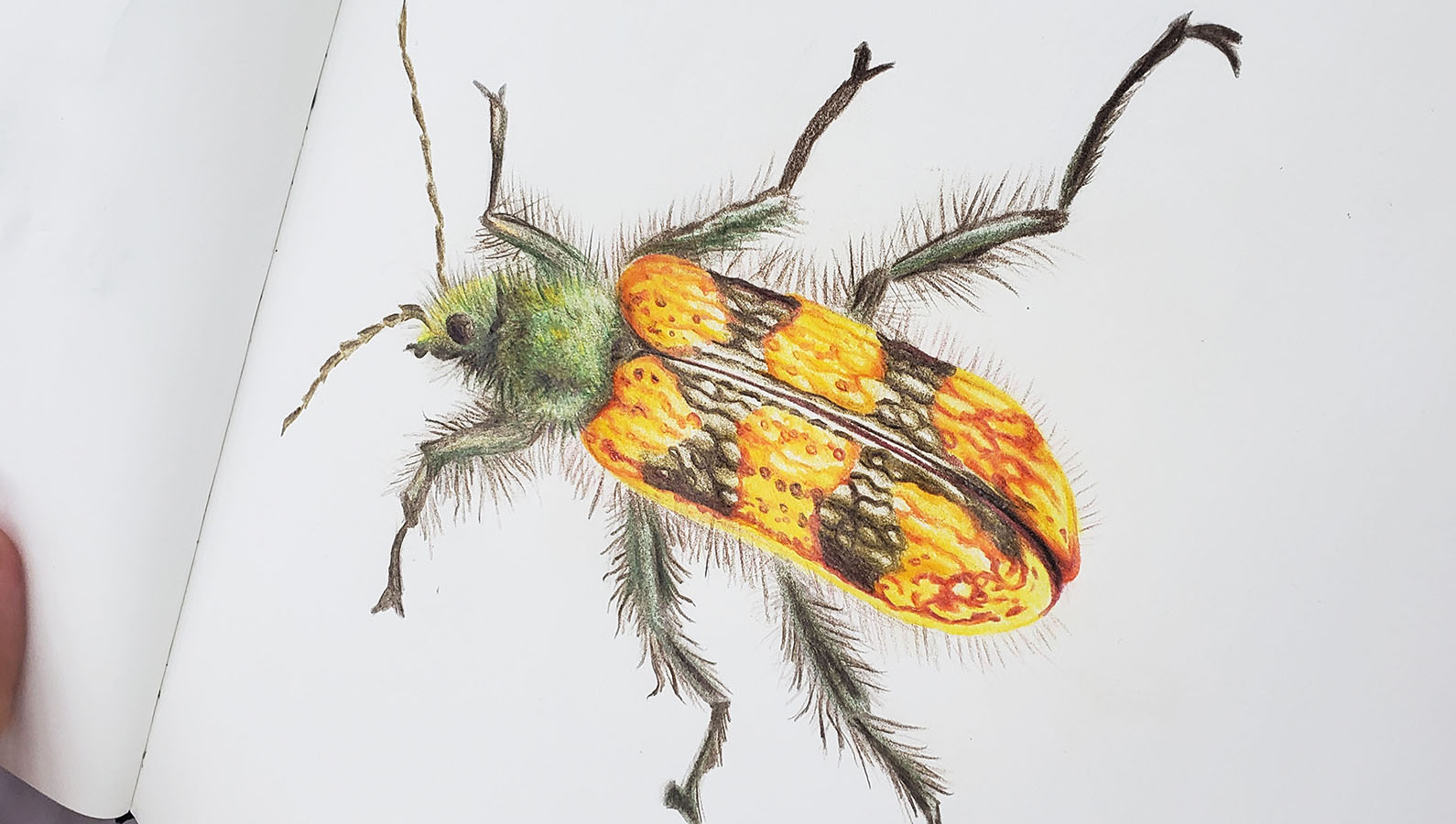 Láminas Flora y Fauna Nativa Jardín Botánico Nacional Viña del Mar