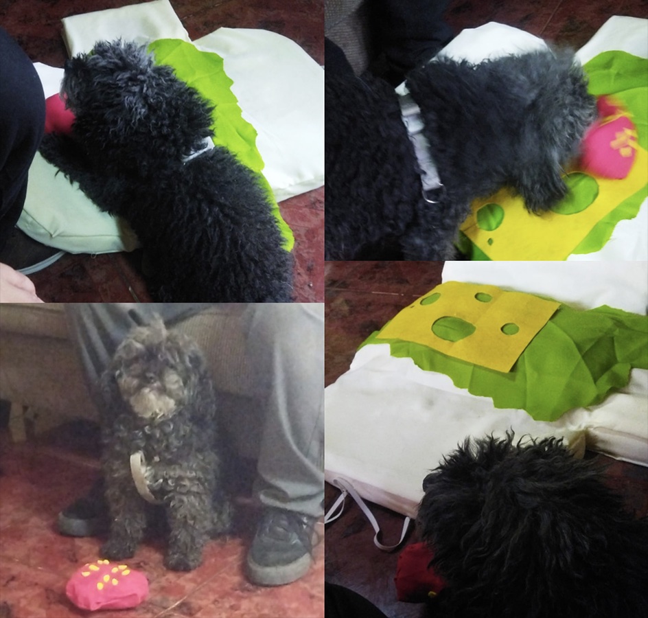 Cuidando al Cuidador de Mascotas en Rehabilitación