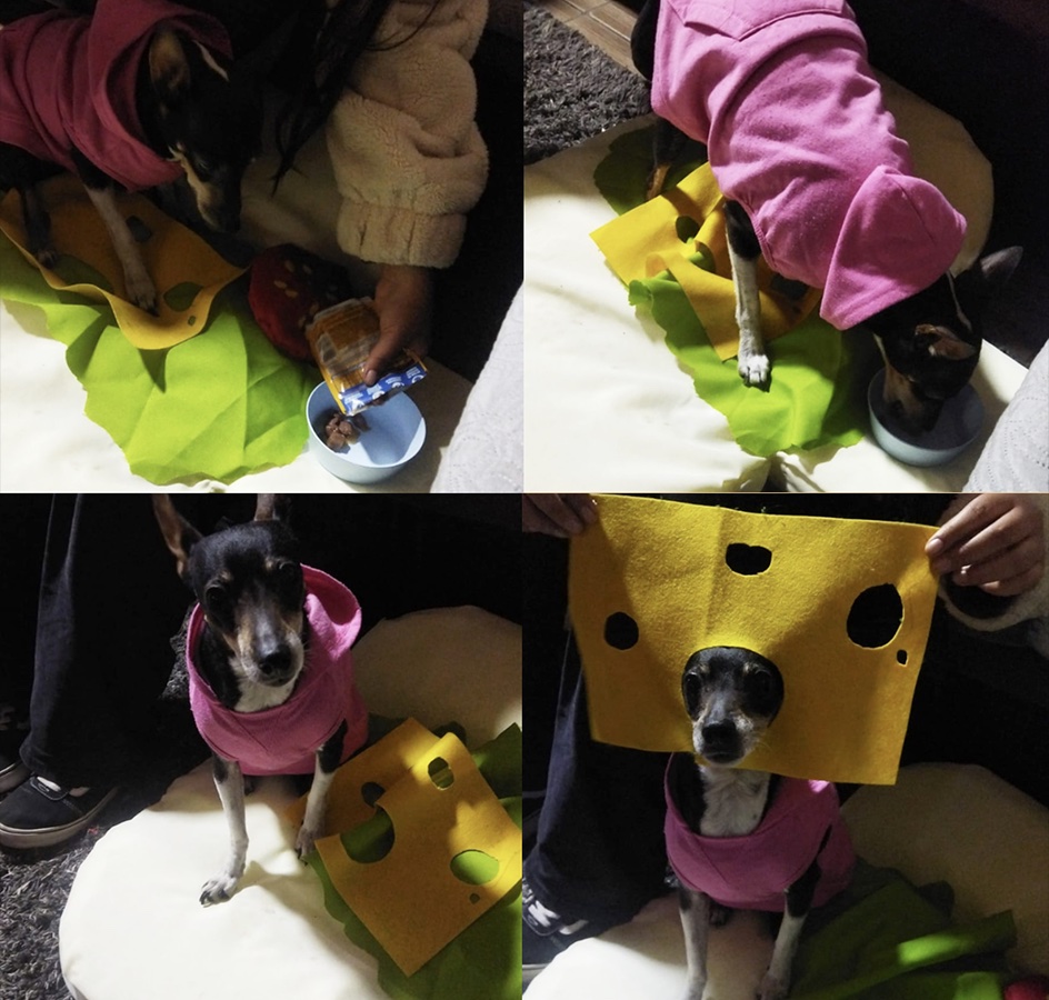 Cuidando al Cuidador de Mascotas en Rehabilitación