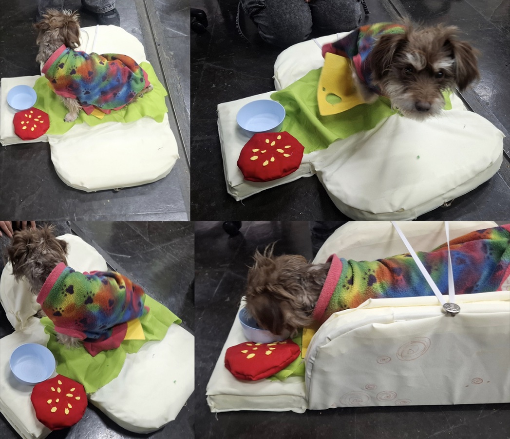 Cuidando al Cuidador de Mascotas en Rehabilitación