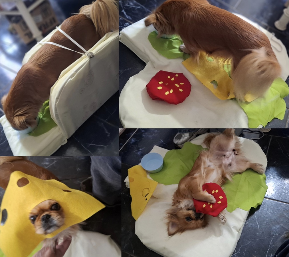 Cuidando al Cuidador de Mascotas en Rehabilitación