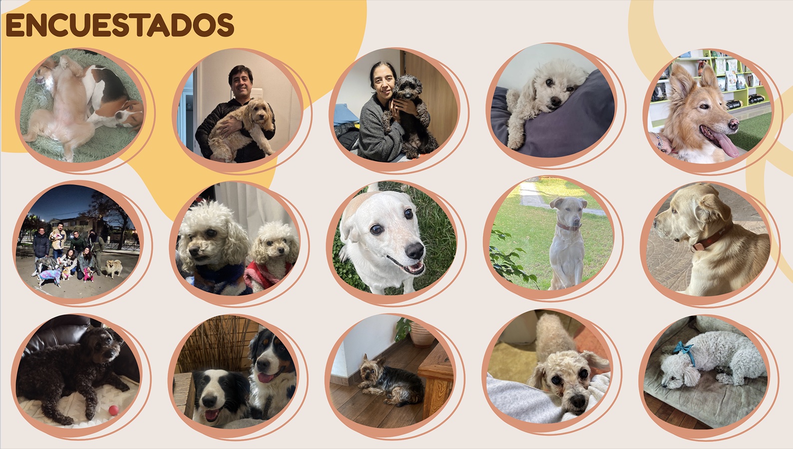 Cuidando al Cuidador de Mascotas en Rehabilitación