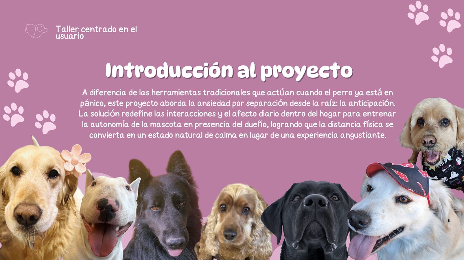 Cuidando al Cuidador de Mascotas en Rehabilitación