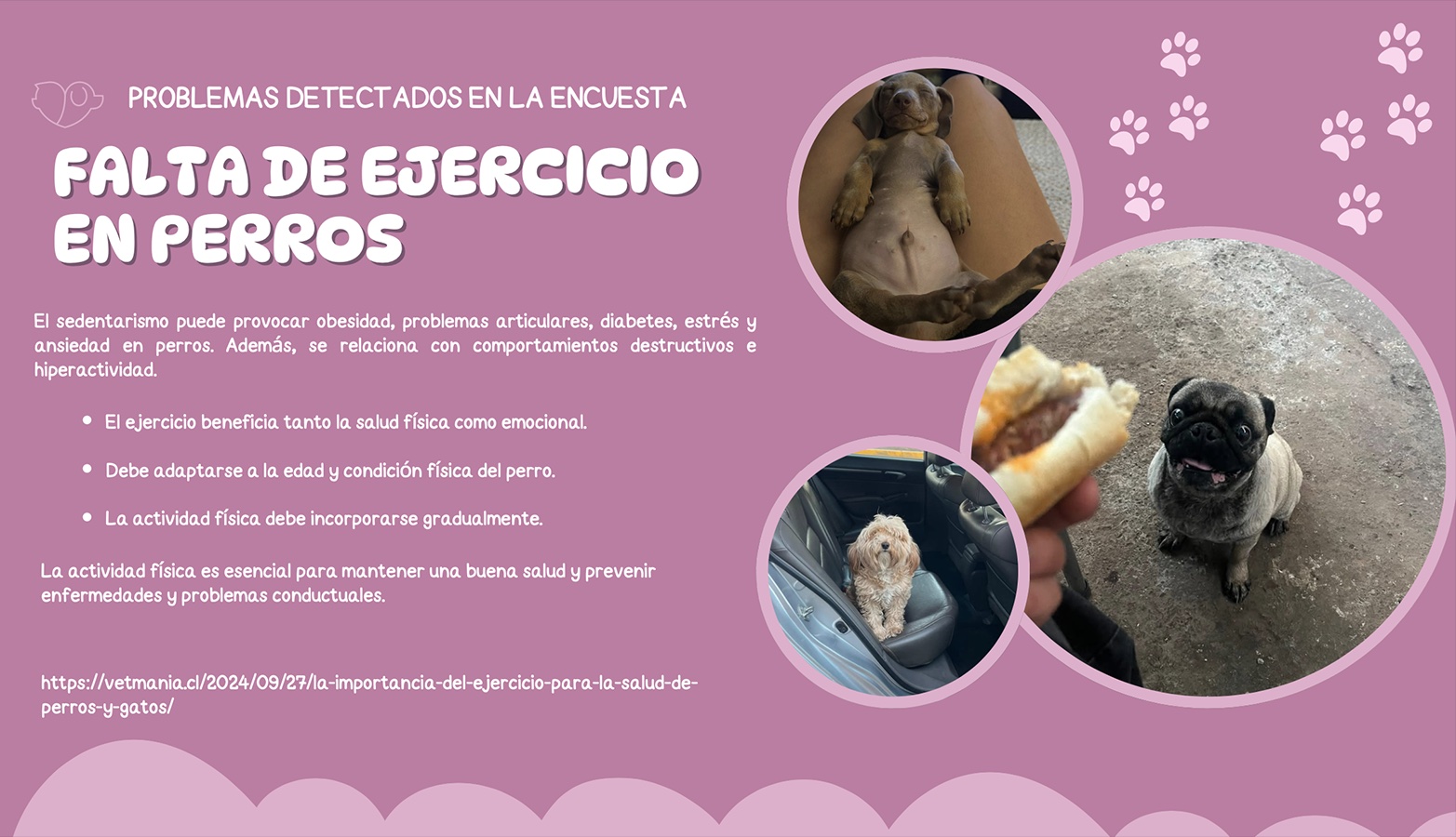 Cuidando al Cuidador de Mascotas en Rehabilitación