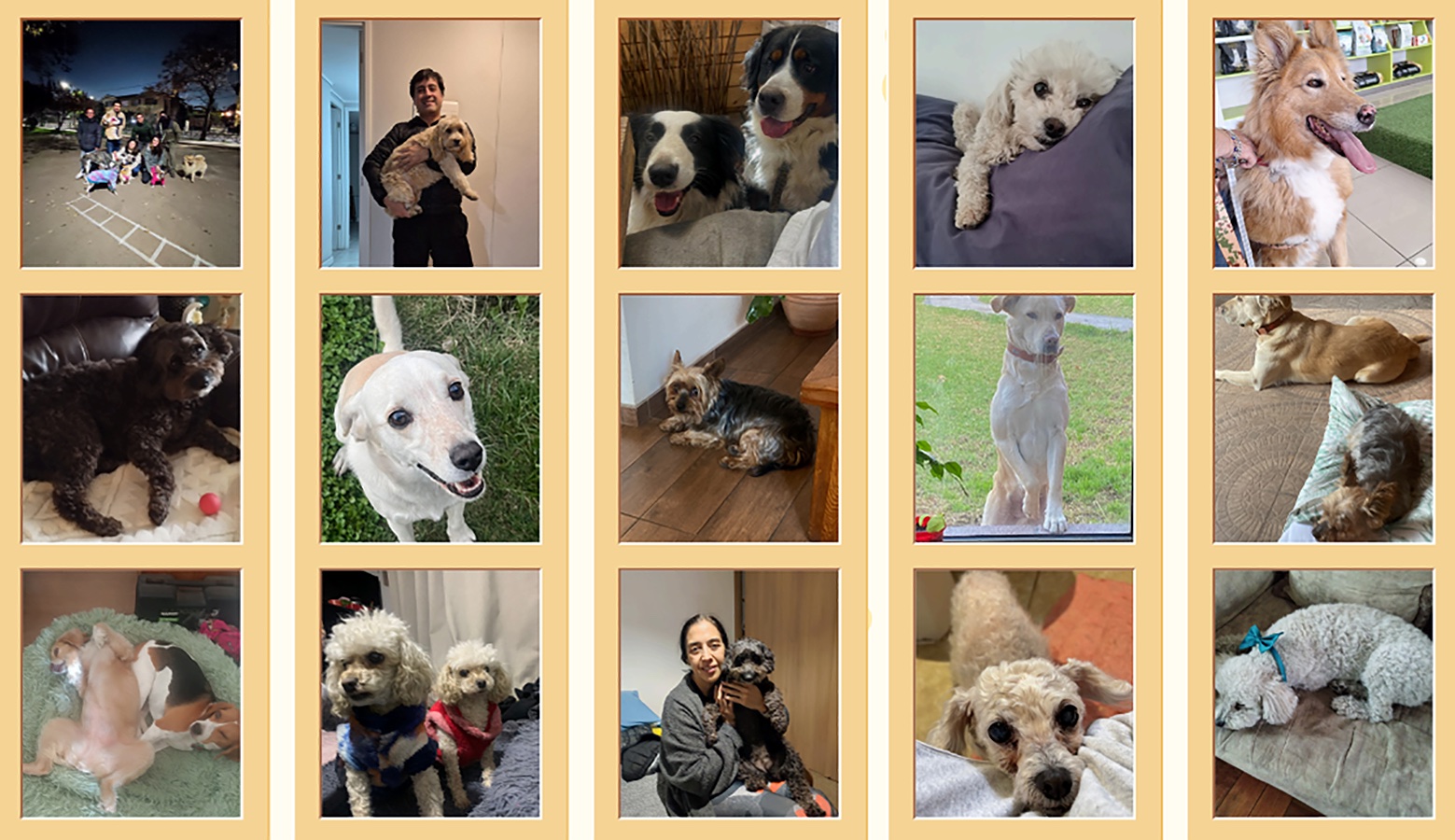 Cuidando al Cuidador de Mascotas en Rehabilitación