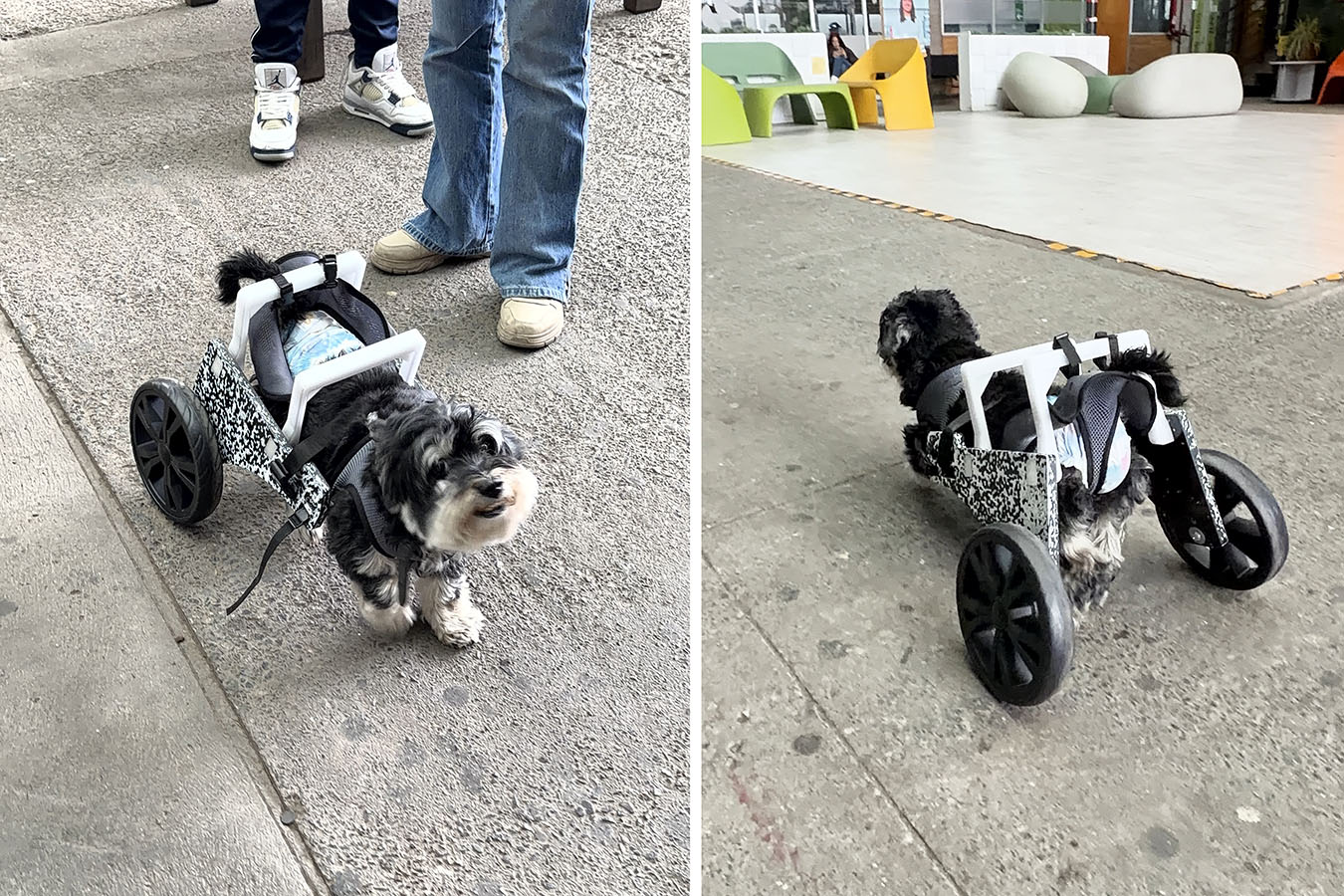 Ortesis para Mascotas