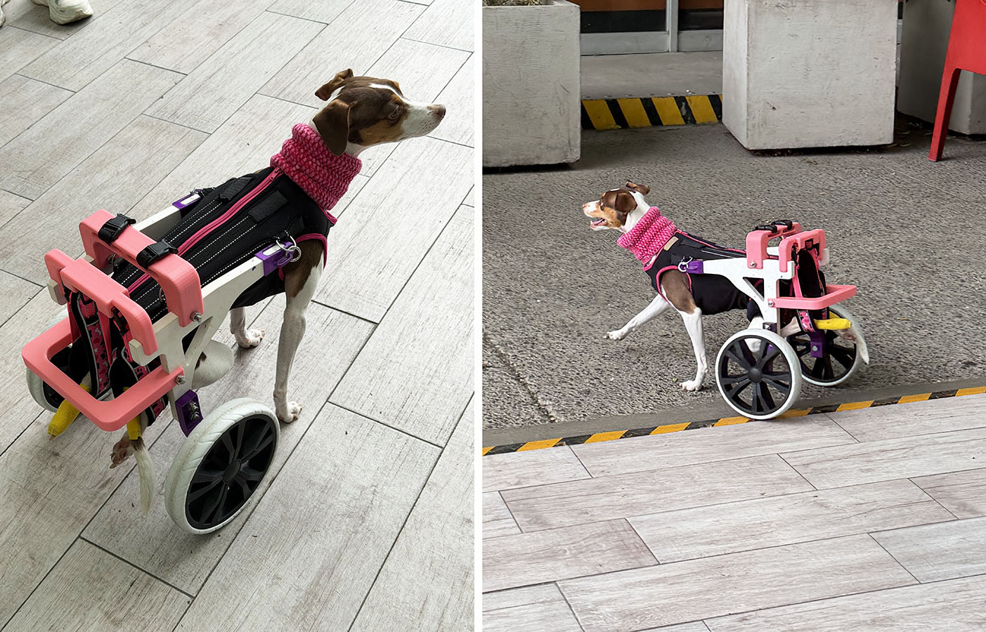 Ortesis para Mascotas