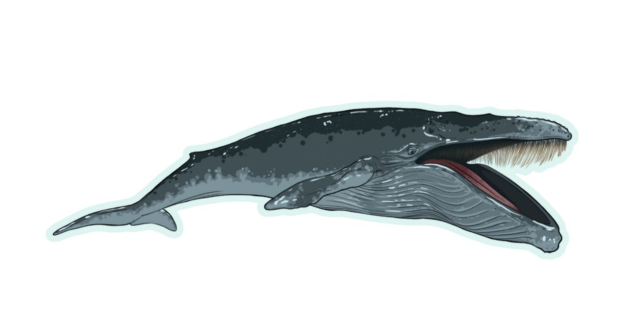 Orcinus wave