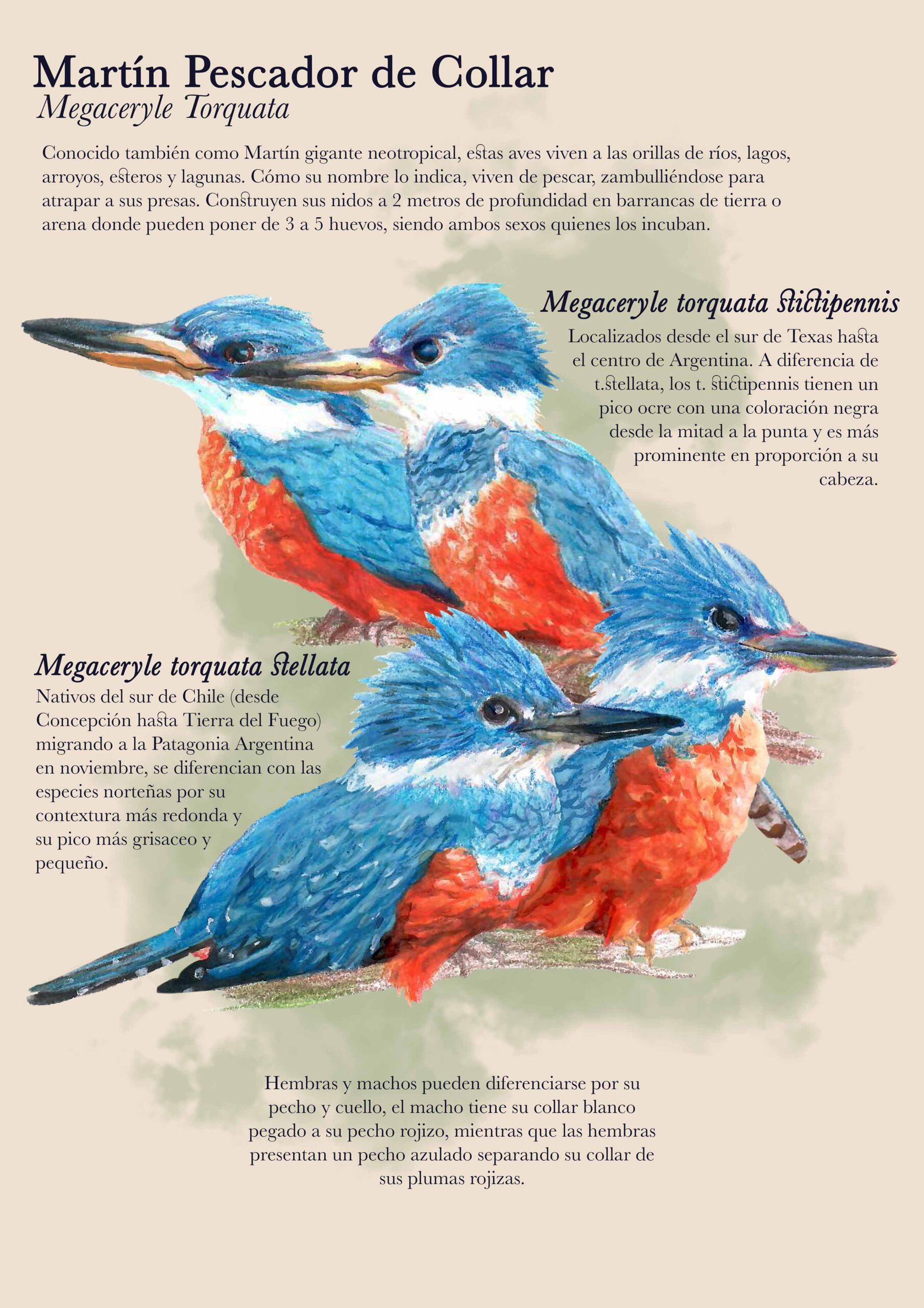Infografía Martín Pescador/ Megaceryle torquata