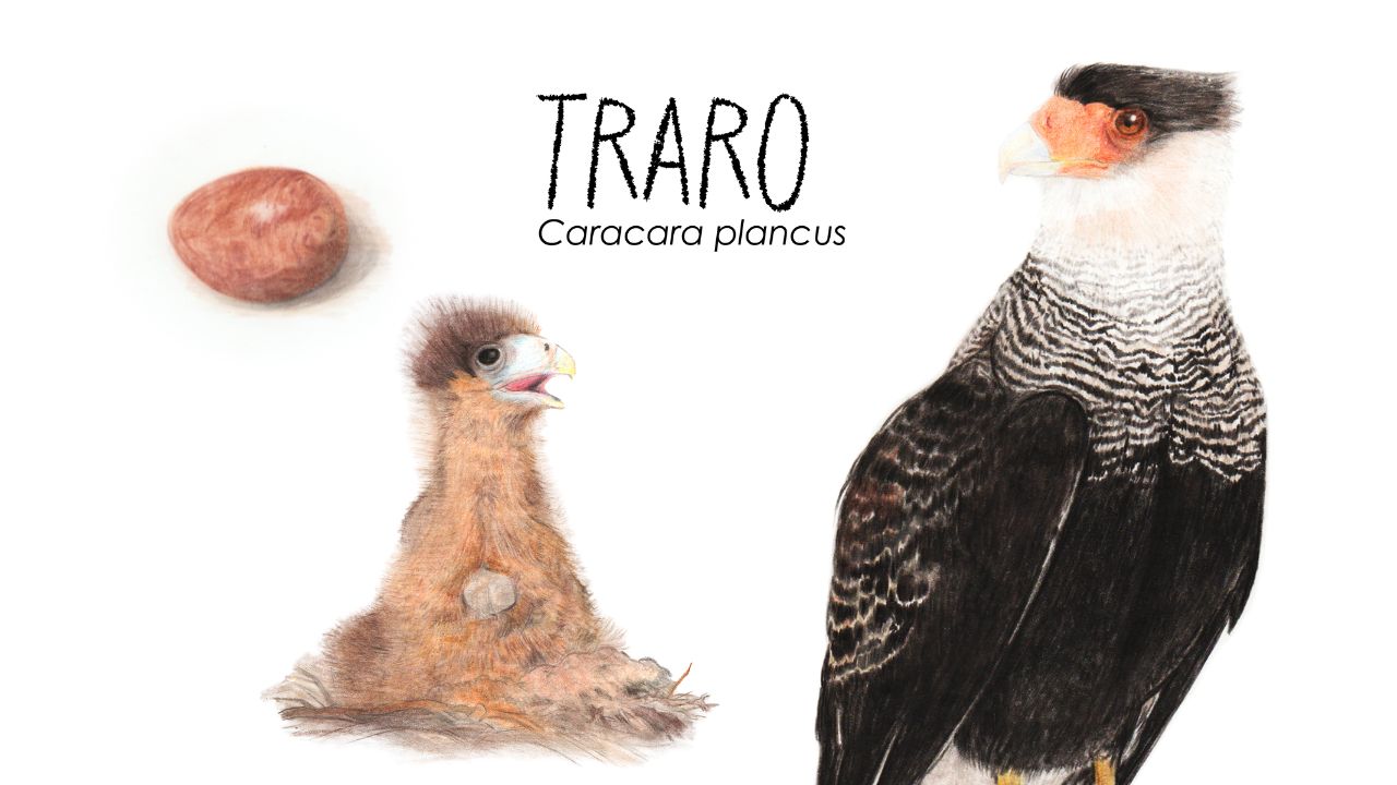 El Traro